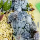 فروخ كنيور وصن شمسي