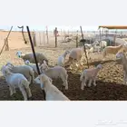 غنم حريات خالفات طيبه 19تحتها 19