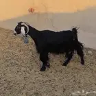 معزا ثنتين معها عيالها