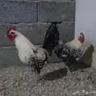 ديوك فيومي تم البيع