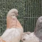 اجواز لونق كلين مستوى ممتاز