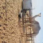 ذلول هجن خلفه ام ثاني
