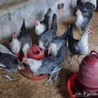 دجاج فيومي و في بلدي والسعر 35