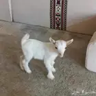 تيس قزم ماعز