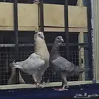 زوج ريحاني خشنات