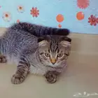 للبيع سكوتش فولد وستريت شورت هير