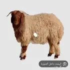 موجود ضحيه العيد اي نوع واي وزن وموجود الجزار كمان