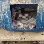 حمام للبيع