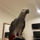 مطلوب كاسكو اي جنس و العمر 7 سنوات و تحت