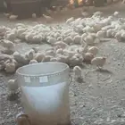 سمان بياض للبيع الجوز 12 ريال
