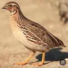 سماني بري