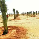 نخل للبيع اخلاص برحي شيشي جثايث نقايل الرياض القصيم مكه