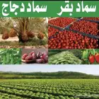 القصيم بريده المذنب ساجر شقراء المجمعة القصب الدوادمي الزلفي