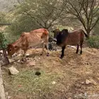 ثور وبقره العمر 2سنه ونص موضح في الصوره العدد2