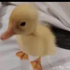 بط بكيني من عمر اسبوع إلى شهر اليف