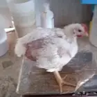 دجاج لاحم