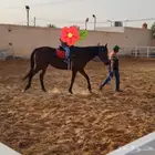 فرس انجليزيه لتعليم المدارس