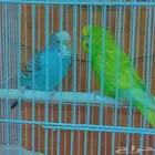 زوج بادجي منتج