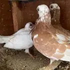 جوز شورت فيس منتج معه فرخ