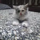 قطط بلاش صامل يتواصل ع رقم بنص شيرازي أمريكي في اربع شهور