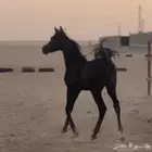 مهر أدهم جزيري شعبي