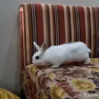 حيوان أليف ودود العمر شهرين بصحة جيدة ومفطوم