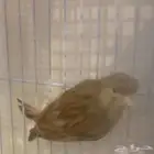 أنثى كناري بسكوتي كرست