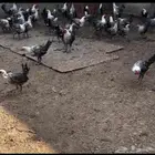 دجاج فيومي ديوك ودجاج