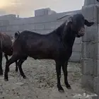 تيس أدهم فاخر