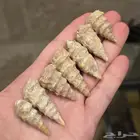 عروق السواحل