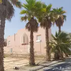 متوفر 8 حبات واشنطني زينه رقم واحد