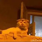 قطو للتبني