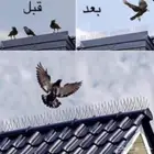 شر   طارد الحمام