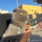 توصيل حيوانات اليفه