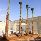 نخل واشنطن نخيل واشنطني