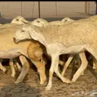 غنم حريات رخال جبرة