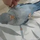 كويكر مفقود الي يلقاه حي او ميت يتواصل معي لاهنتو