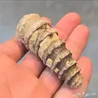 عرق السواحل البحري الطبيعي السعر 250