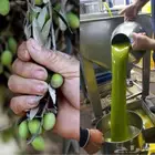 زيت زيتون فلسطيني عالي الجودة بكر بعل فاخر جدا