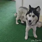 كلب ضايع