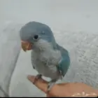 مفقود كويكر الي يلقاه له مكأفاء ماليه