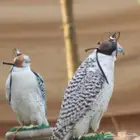 تاجير صقور