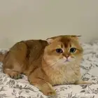 مطلوب قط سكوتش للتزاوج