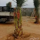 نخل مثمر نبوت سكري خضري نخيل واشنطني عربي صقعي مجدول دخيني
