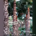 نخل واشنطني