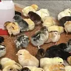 للبيع صوص بلدي نخب اول