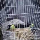 طيور بأقفاصها