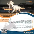 ركوب خيل بأفضل الأسعار جدة الحمدانية