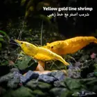 شرمب اللوان مختلفة و حلو