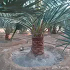 نخل نخيل للبيع   خلاص برحي سكري شيشي هلالي مجدوله عجوه